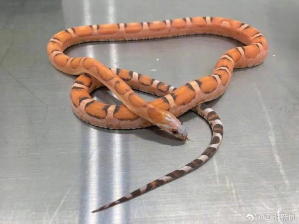 A China Woman smuggle 5 Live Snakes on her body 