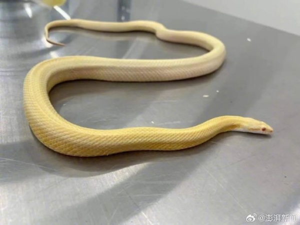 A China Woman smuggle 5 Live Snakes on her body 