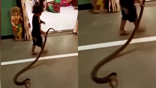  Toddler Plays With Snake and enters house holding snake in hand: Family Members Shocked