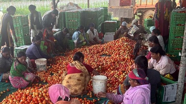  How a small farmer from telangana earns many crore in tomato farming