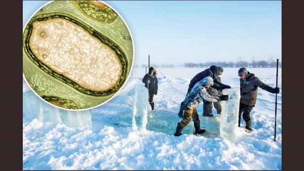  48500 years old Zombie Ancient Warm resurrected from earth due to climate change 