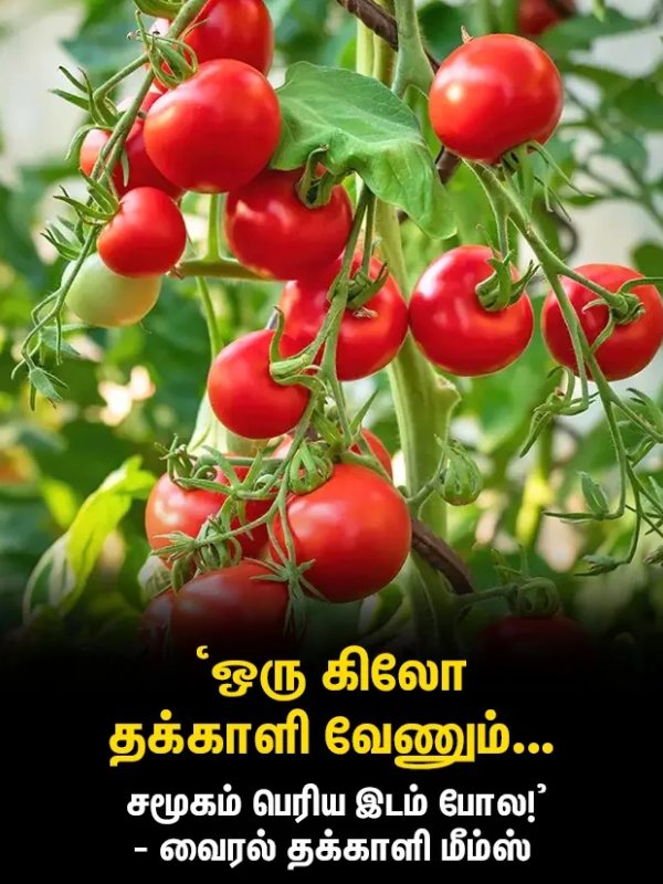 Jolly Memes collection about Tomatoes and netizens compared with Gold price rate