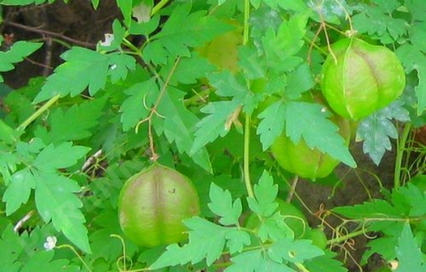 Health benefits of Mudakathan Keerai and Do you know Excellent Medicinal Properties rich in the Mudakathan Keerai