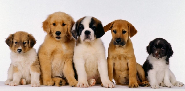 Chennai Corporation launches online pet licence system how to Apply 