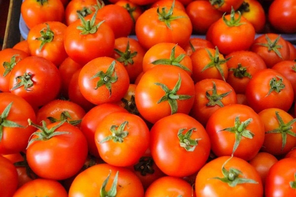 Tomato seeds costs for Rs 3 crore per 1 kg 
