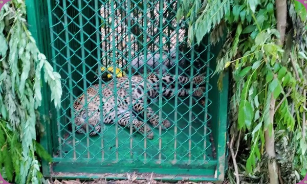 Leopard trapped in Tirupati forest The fear of devotees going to Tirumala is over 