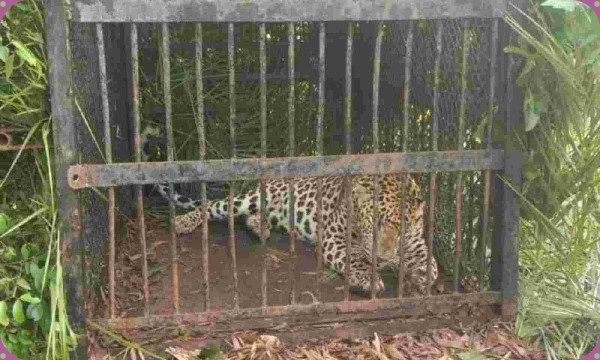 Leopards trapped in Tirupati Hill Forest department plan to conduct genetic testing Leopards trapped in Tirupati Hill Forest department plan to conduct genetic testing