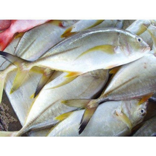 Health Benefits of Thengai Paarai Fish and Excellent Medicine in the Paarai Fish