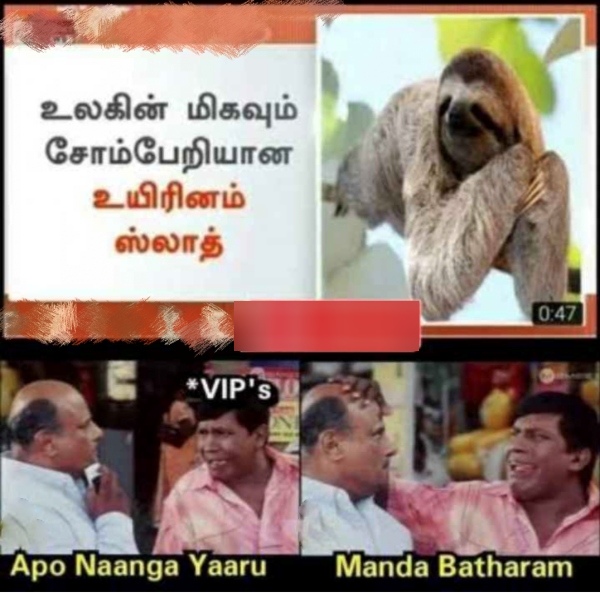 National Lazy day: Funny Memes collection on lazy day