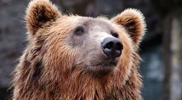 bear entered the passenger plane at Dubai International Airport: Passengers were shocked bear entered the passenger plane at Dubai International Airport: Passengers were shocked