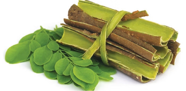 Health Benefits of Drumstick Bark Do you know that Drumstick Trees are the Excellent Medicine for all Health Benefits of Drumstick Bark Do you know that Drumstick Trees are the Excellent Medicine for all