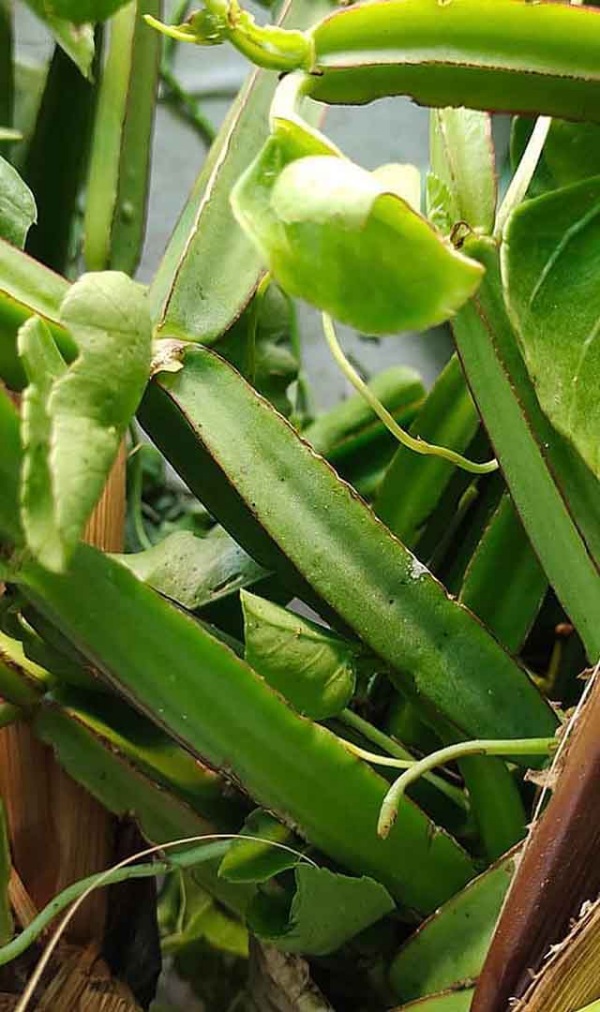 Health Medical Uses of Pirandai Do you know Pirandai is the Best Health tips for Weight loss