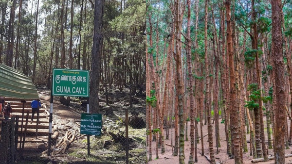 Forest department ban on going to kodaikanal pine forests and Guna cave 