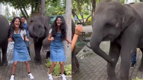 A video of a baby elephant playing with girls is being shared by many on social media 