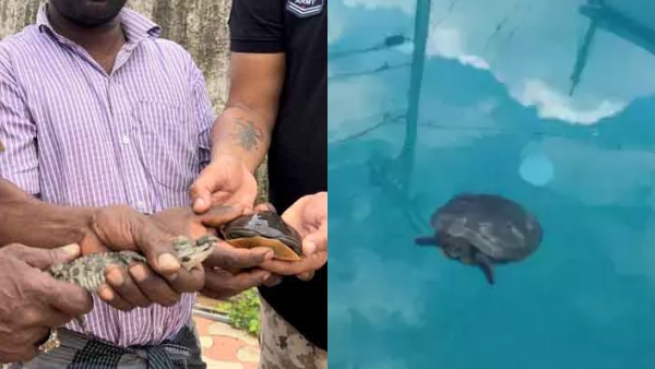 Crocodile seized from Actor Balaiahs grand son house 