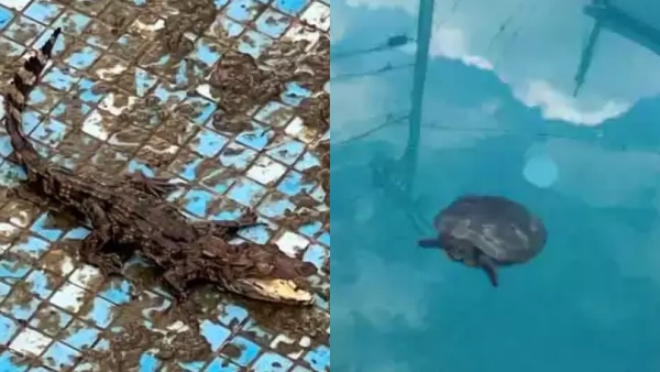 Crocodile seized from Actor Balaiahs grand son house 