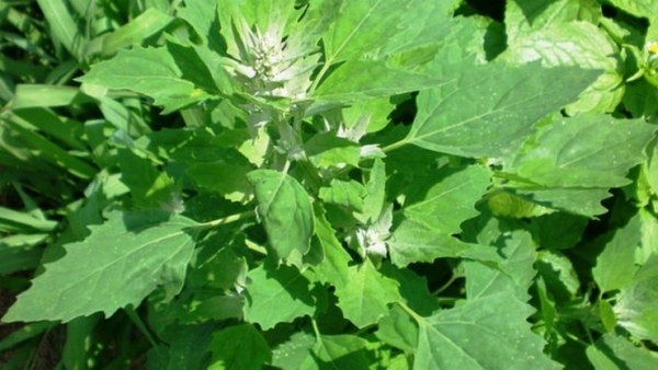 Health Uses of Chakravarthi Keerai and Do you know Chakravarthi Spinach is the Best food for all Health Uses of Chakravarthi Keerai and Do you know Chakravarthi Spinach is the Best food for all