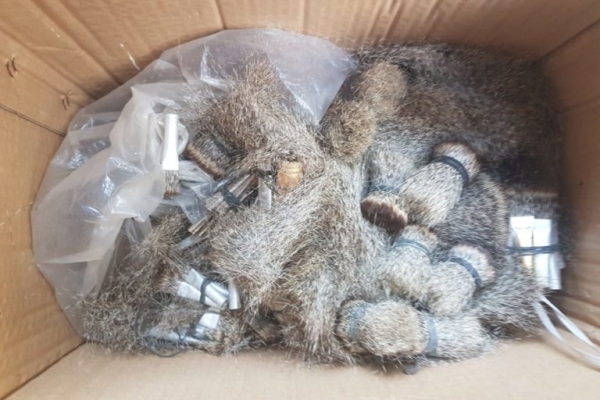 Thousands of mongoose killed for making painting brushes: Supriya sahu ias post 