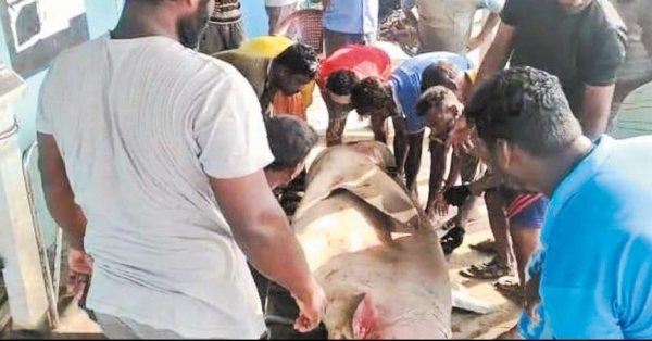 A rare fish has fallen into the net of Kasimedu fishermen in Chennai 