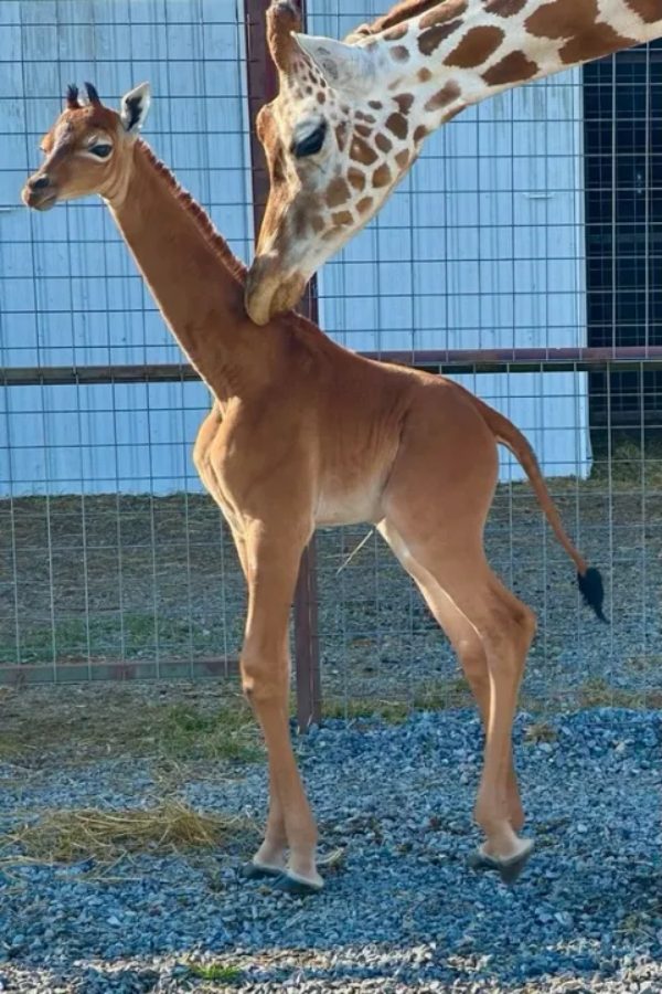 Miraculous giraffe born after 50 years 