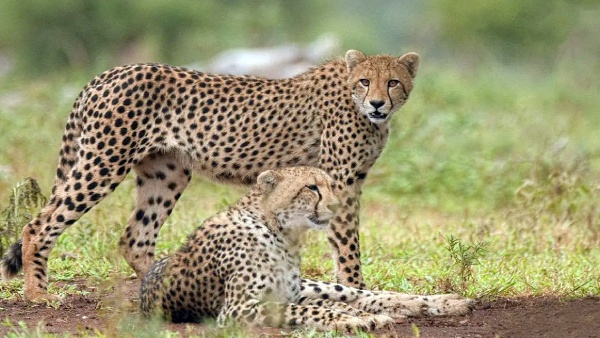 The Supreme Court is satisfied with the central government over the death of a cheetah in Kuno National Park 