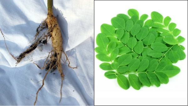  Health Benefits of Drumstick Tree Root Do you know Drumstick Roots are the Best Medicine 