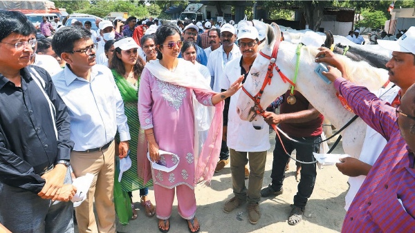 Why did Krithika Udayanidhi inaugurated the event to microchip Chennai horses? 