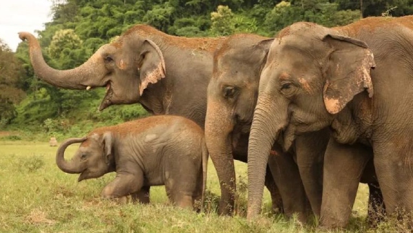The number of wild elephants in Tamil Nadu has increased 