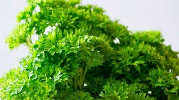 Health Uses of Parsley and Parsley leaves are Excellent food for Kidney Patients