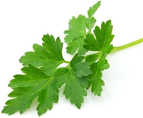 Health Uses of Parsley and Parsley leaves are Excellent food for Kidney Patients