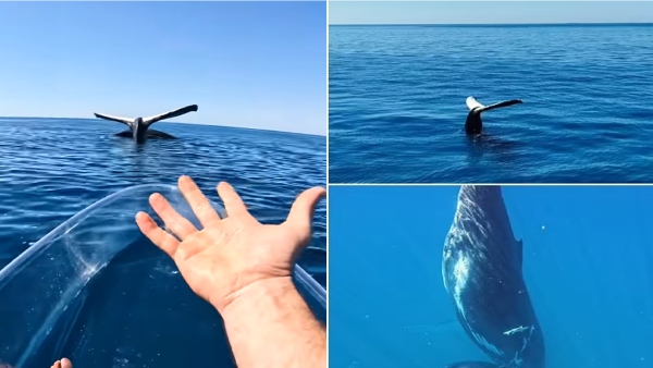  Humpback whale sticking straight out of the ocean surface