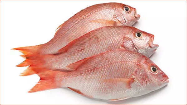 Do you Know what are the Health Benefits in Sankara Meen and Red Snapper Fish are the Excellent Medicine