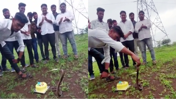 Youths who celebrated their birthday by feeding cake to a cobra: video got many comments in twitter Youths who celebrated their birthday by feeding cake to a cobra: video got many comments in twitter