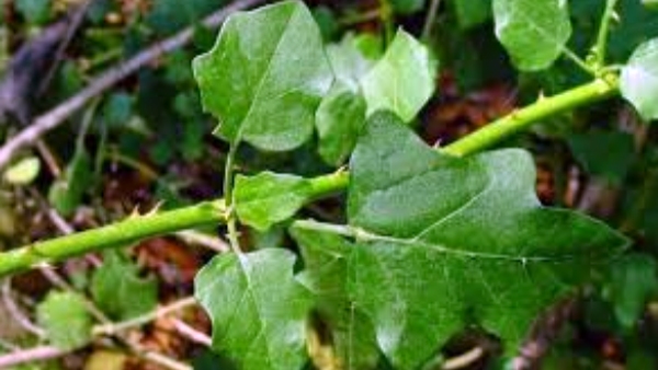Do you know about Amazing Thuthuvalai Leaf and and How to Use Solanum Trilobatum in the Food