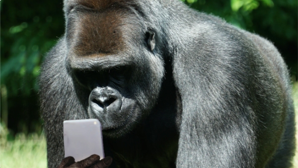 All most all over the world Gorillas are getting addicted to smart phone and digital screens 