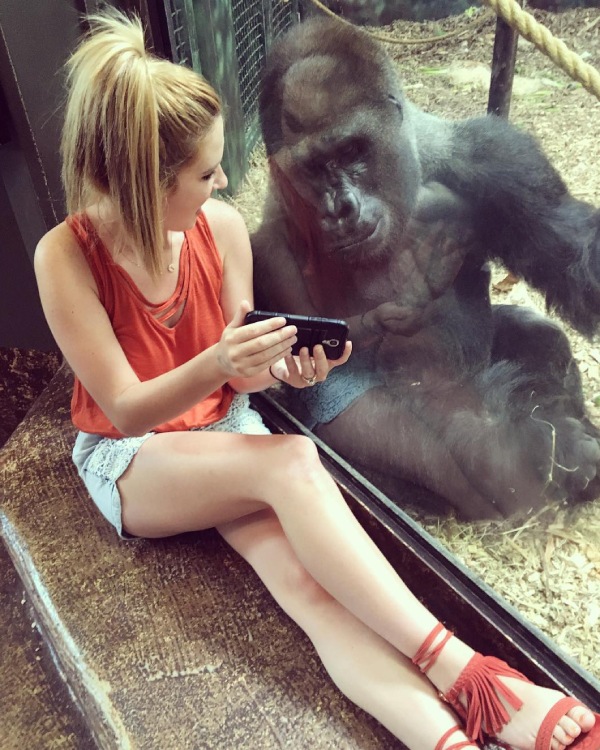 All most all over the world Gorillas are getting addicted to smart phone and digital screens 