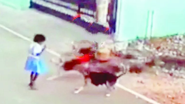 Kirshnagiri Heartbreaking incident and dogs bite a girl walking on the street in Hosur