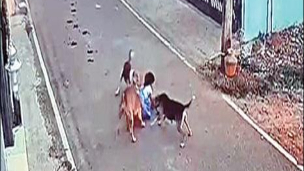 Kirshnagiri Heartbreaking incident and dogs bite a girl walking on the street in Hosur