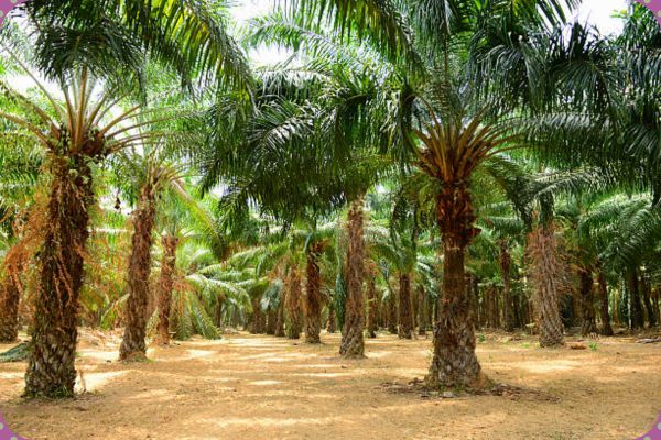 Assam AAP opposes Mega Oil Palm Plantation drive