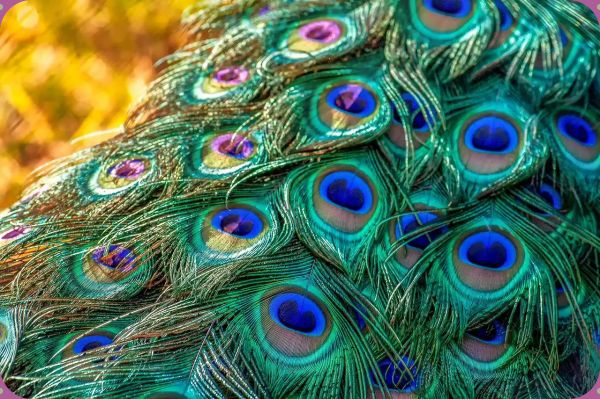 Peacock feather vastu tips: Benefits of Peacock Feather Home, Bedroom and Office 