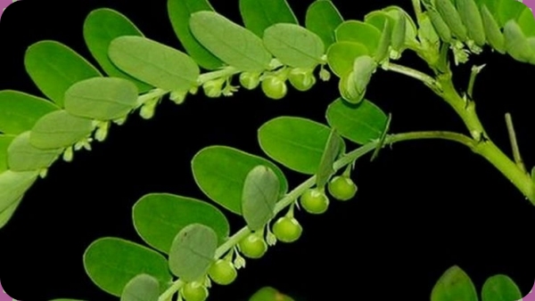 Do you know Health benefits of Keezhanelli and Keezhaneli Excellent Medicine for Kidney, Liver
