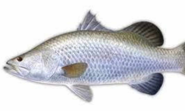 Health Benefits of Koduva Fish and Do you know See Bass is the Amazing Health food