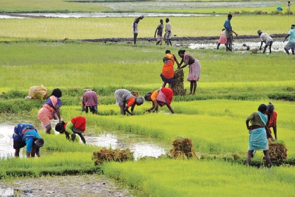 Drought relief Tamil Nadu government decree allocating Rs. 181.40 crore as compensation to farmers 