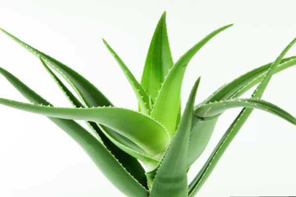 Health Benefits of Aloe Vera and Do you know Aloe Vera Juice is the Excellent diet for all 