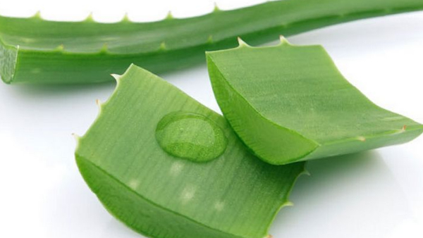 Health Benefits of Aloe Vera and Do you know Aloe Vera Juice is the Excellent diet for all 