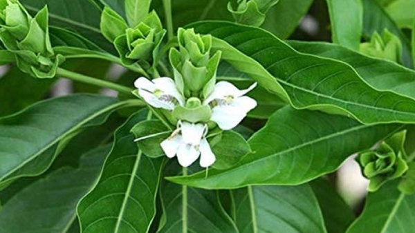 Health Uses of Adhatoda and Do you know Malabar Nut Herbs can be used for healthy living