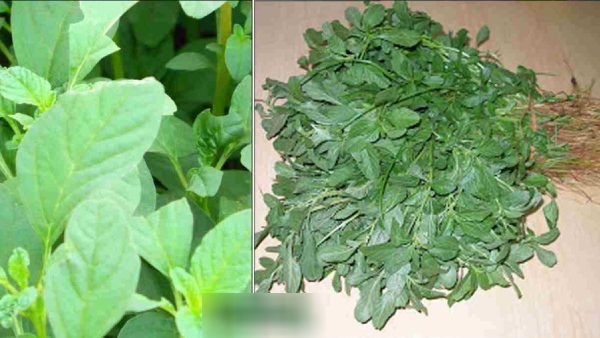 Health Uses of Sirukeerai and Do you know Siru Keerai is the Excellent food for the Diabetics