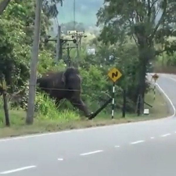 Masterclass from a pachyderm on how to overcome obstacles - Anand Mahindra 