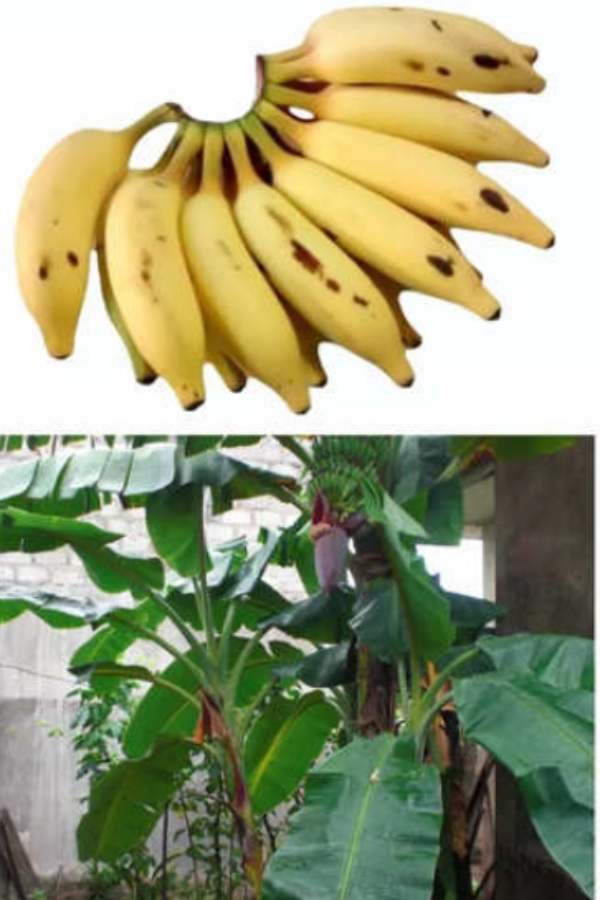 Health Benefits of Matti Banana Do you know Kanniyakumari Matti Bananas are the Excellent food for the Children Health Benefits of Matti Banana Do you know Kanniyakumari Matti Bananas are the Excellent food for the Children