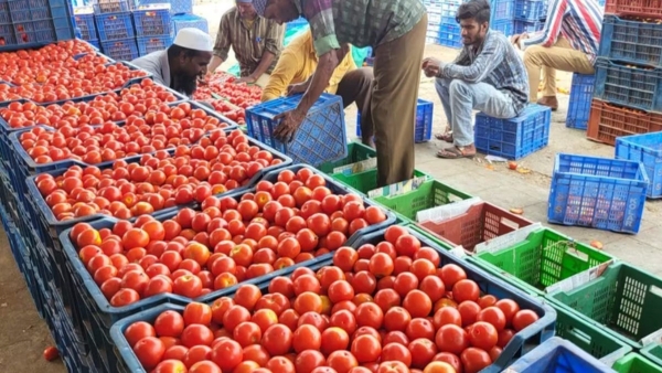 Tomatoes price again reduced Rs.20 per kg at Koyambed Market in Chennai 